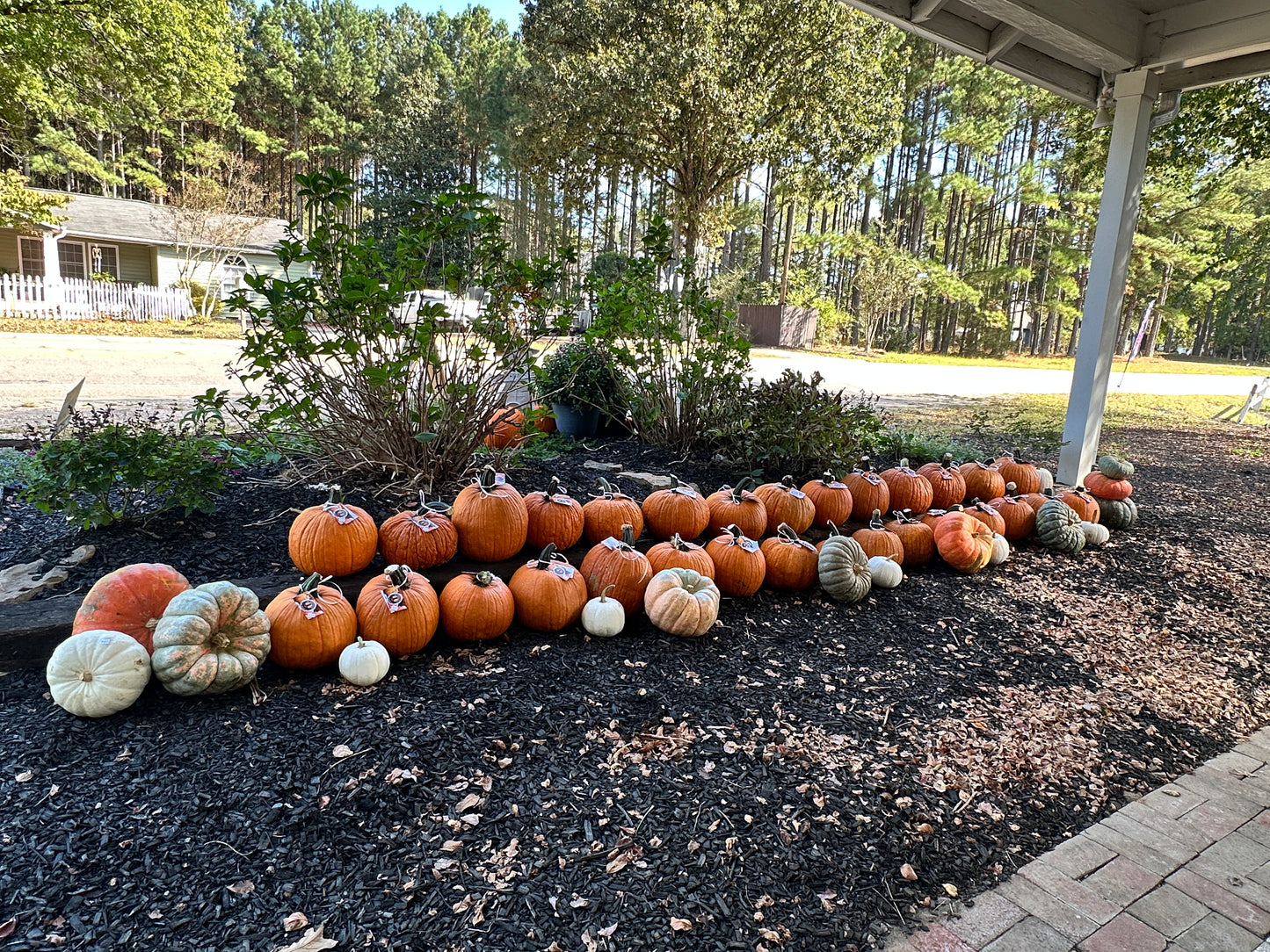 Pumpkins & Gourds