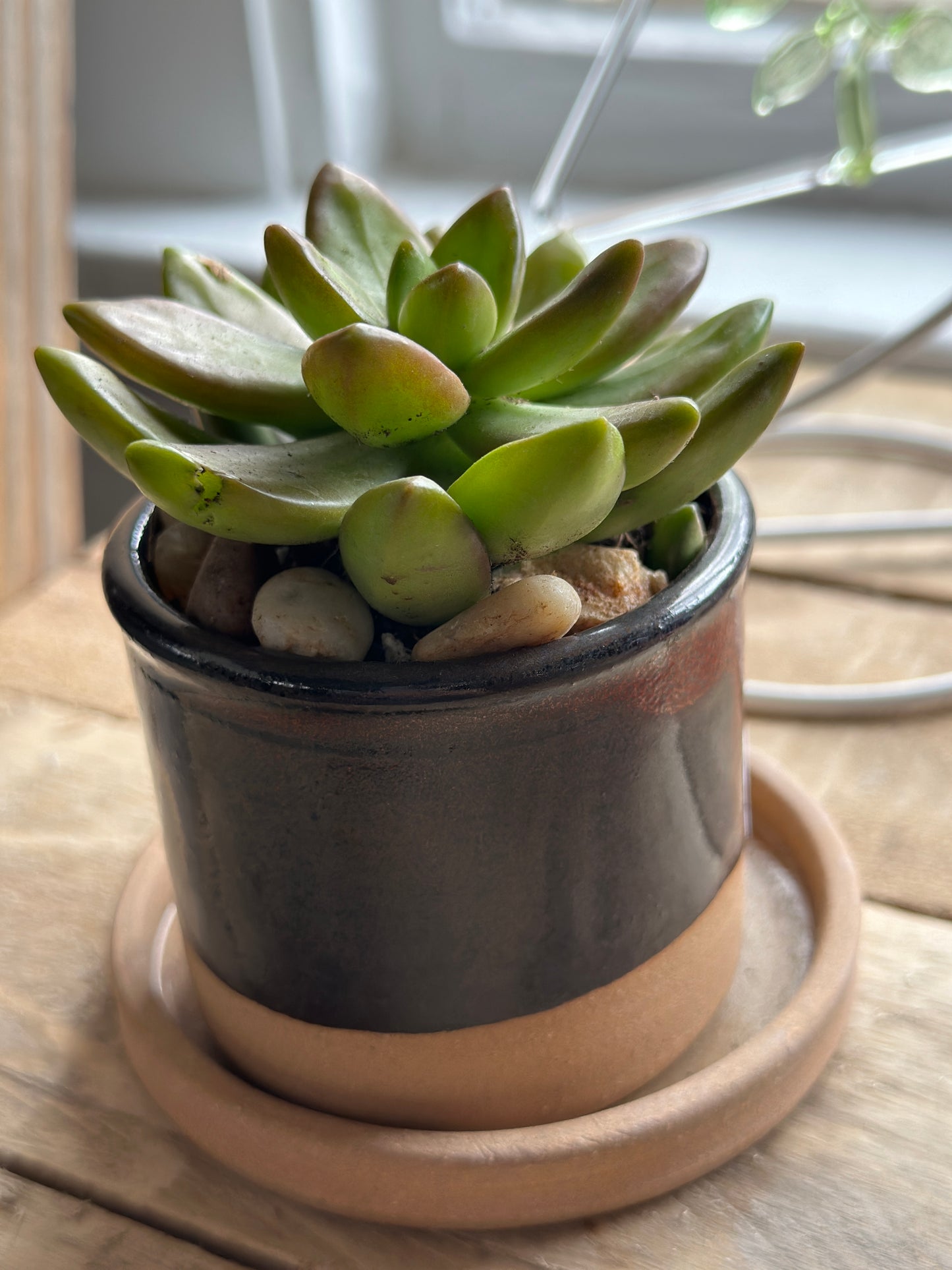 Live Potted Succulent