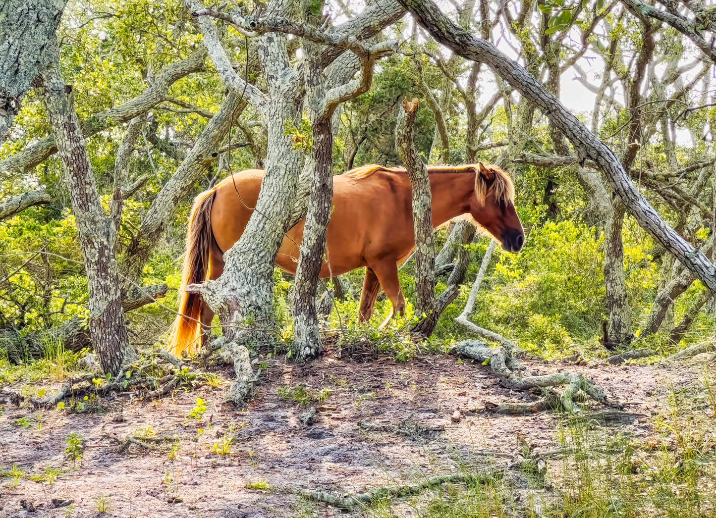 OBX Pixels 11x14 Matted Prints