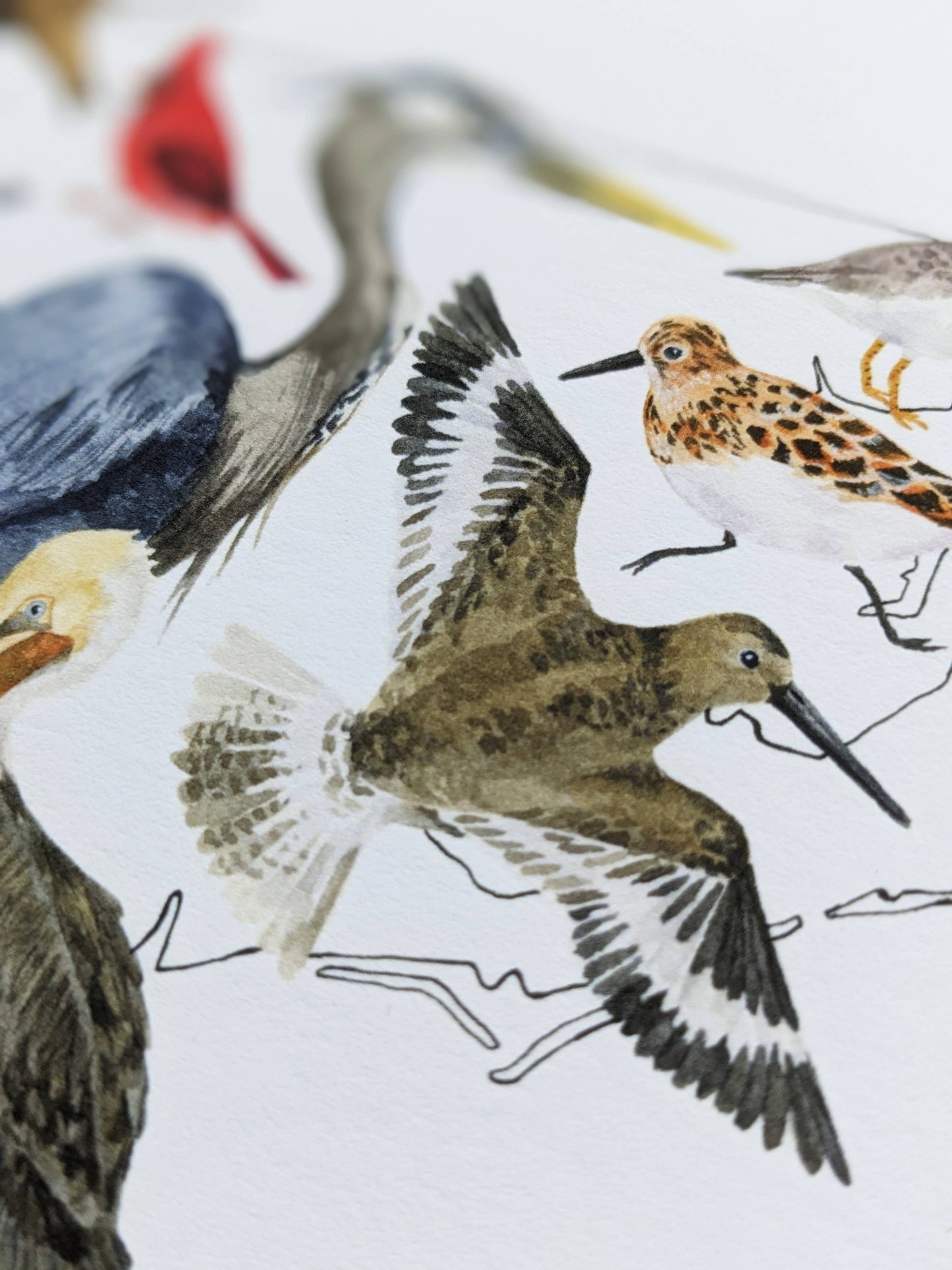North Carolina Birds watercolor art print