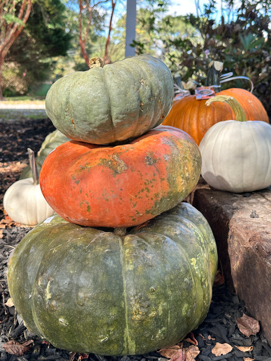 Pumpkins & Gourds